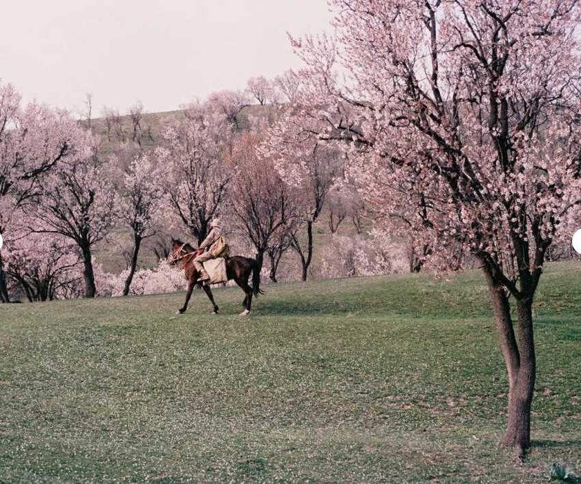 Плёночный зеркальный автофокусный nikon F50 + nikkor 50mm 1.8 d