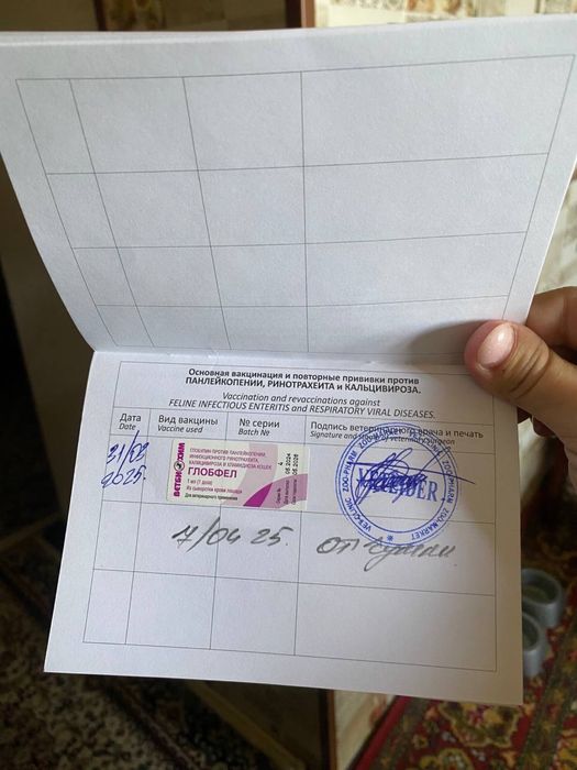 Продается кошка скоттиш фолд