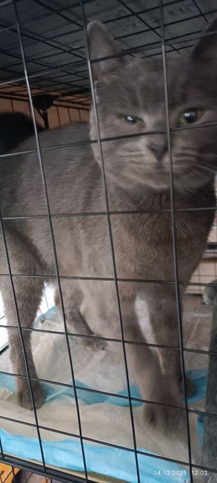 Подарявам две женски котки с британски гени на 1 и 2 години