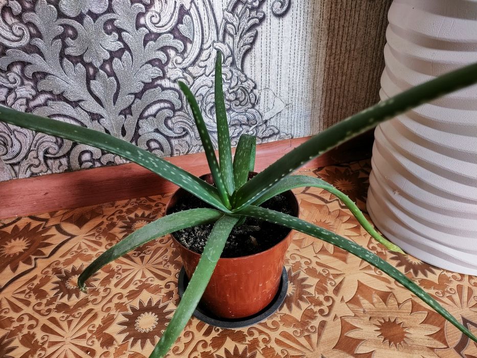 Каланхоэ лечебное. Доставка