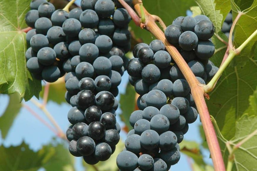 Vita de vie nobila altoita  de masa 12 soiuri  negru