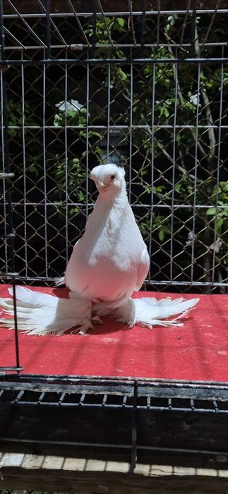 Гулбадам голубкааа