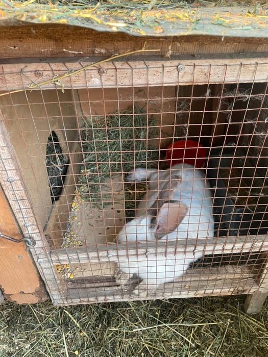 Продаются КРОЛИКИ