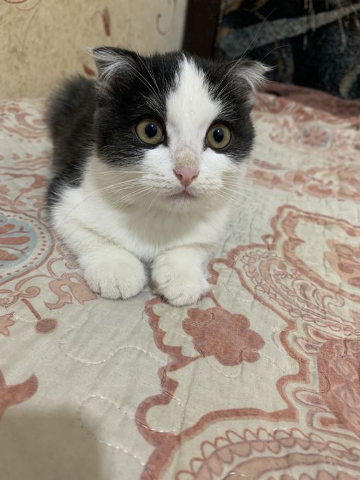 Отдам котенка в добрые руки