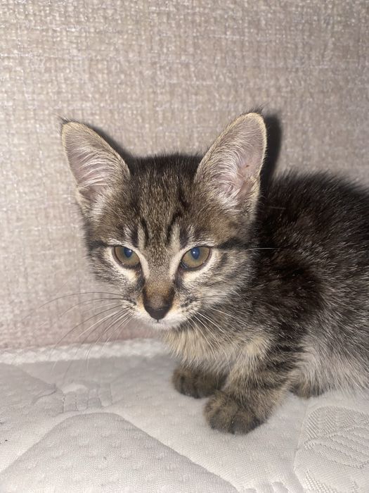 Mushukcha sotiladi srochni