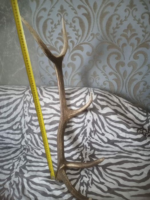 Еленски рога за декорация на вашия битов кът