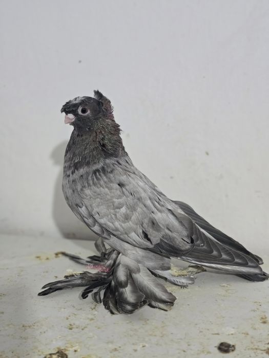 Продаю голубя молодой