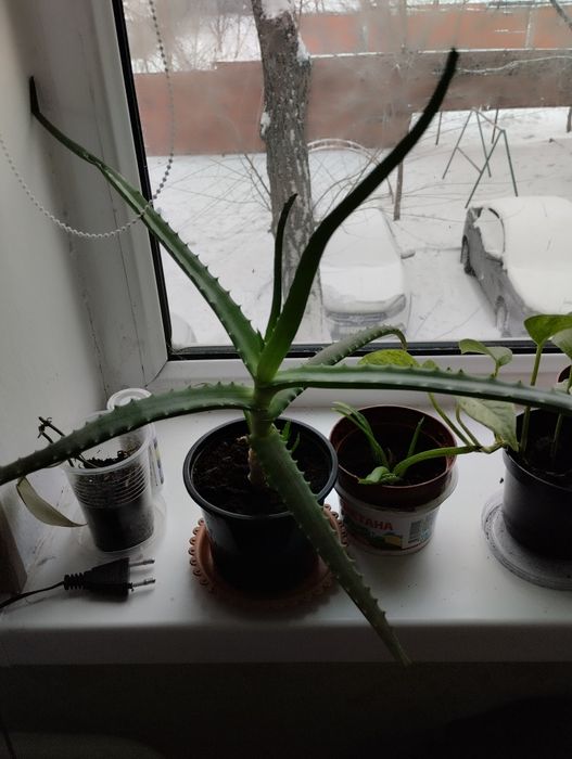 Цветы  комнатные драцены,