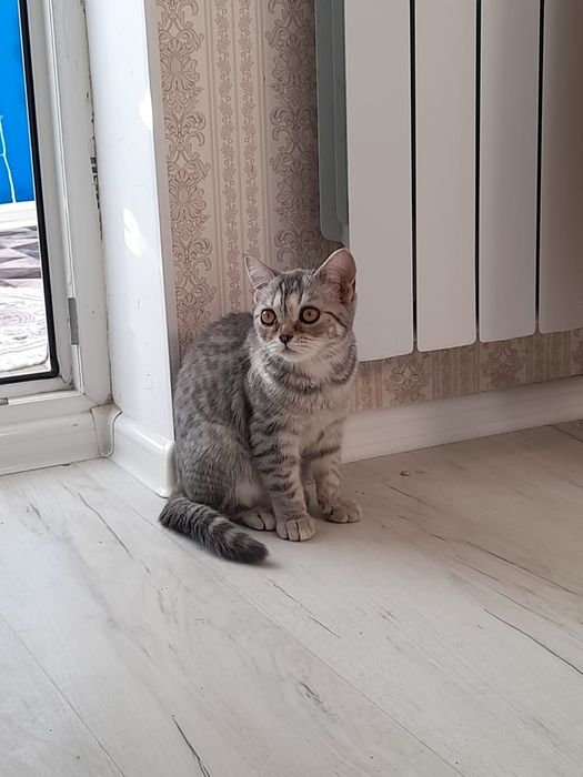 Шотландский кошка