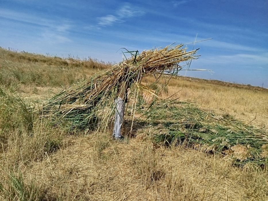 Qamish sotiladi hal yangi