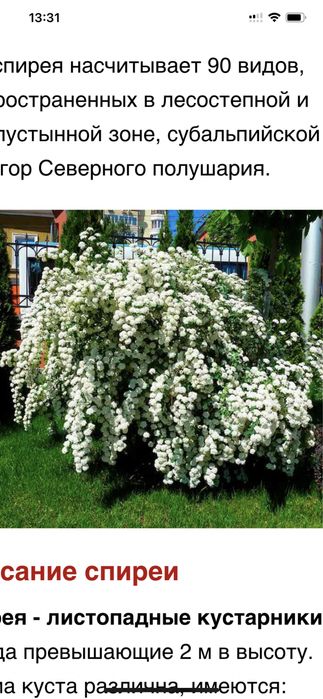 Продам цветы гортензия