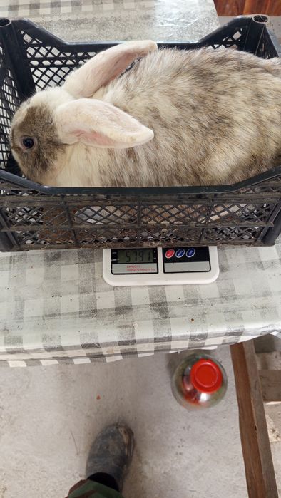 Продаются месячные крольчата