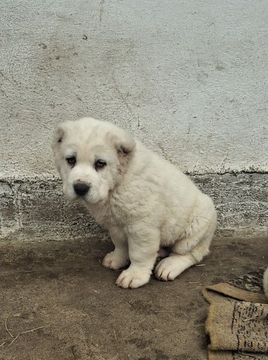 Продаются чистокровные щенки алабая