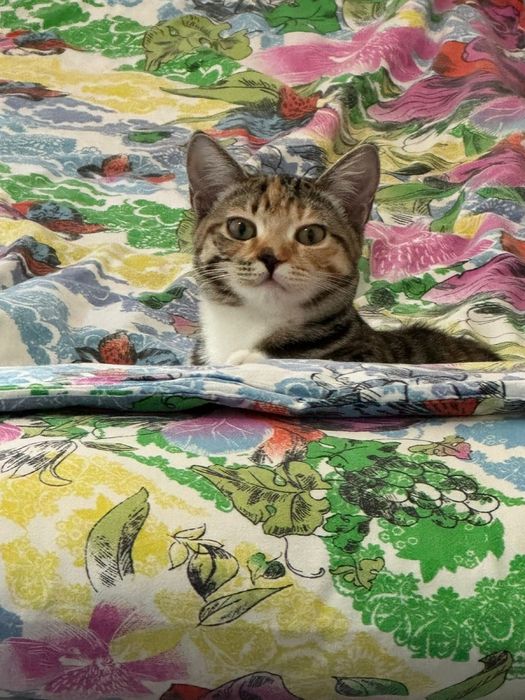 Отдам котенка в добрые руки