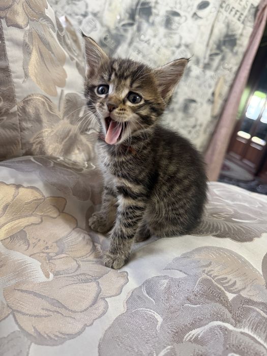Котенок мейн-кун бесплатно