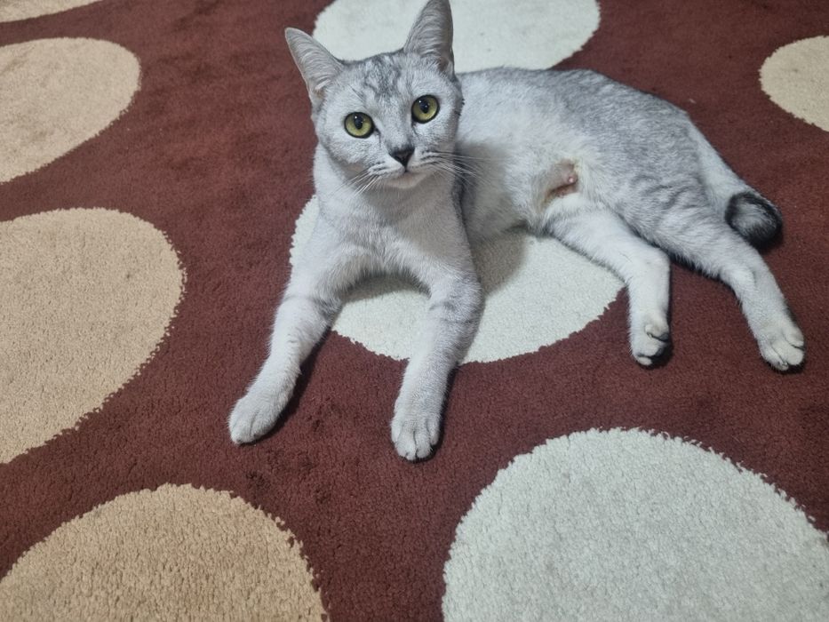 Серебристая шиншиллар киз бола 1 марта тукган