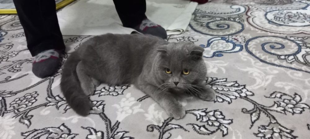 Mushuk erkak 2 yosh skotish fold