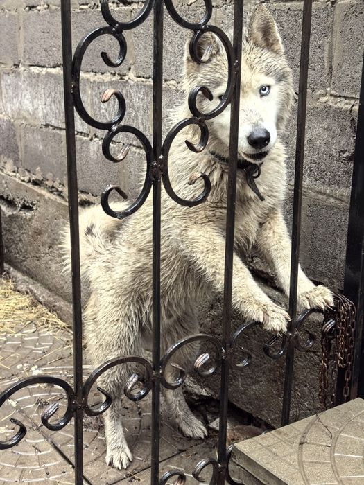 Молодой пёс Хаски ищет дом