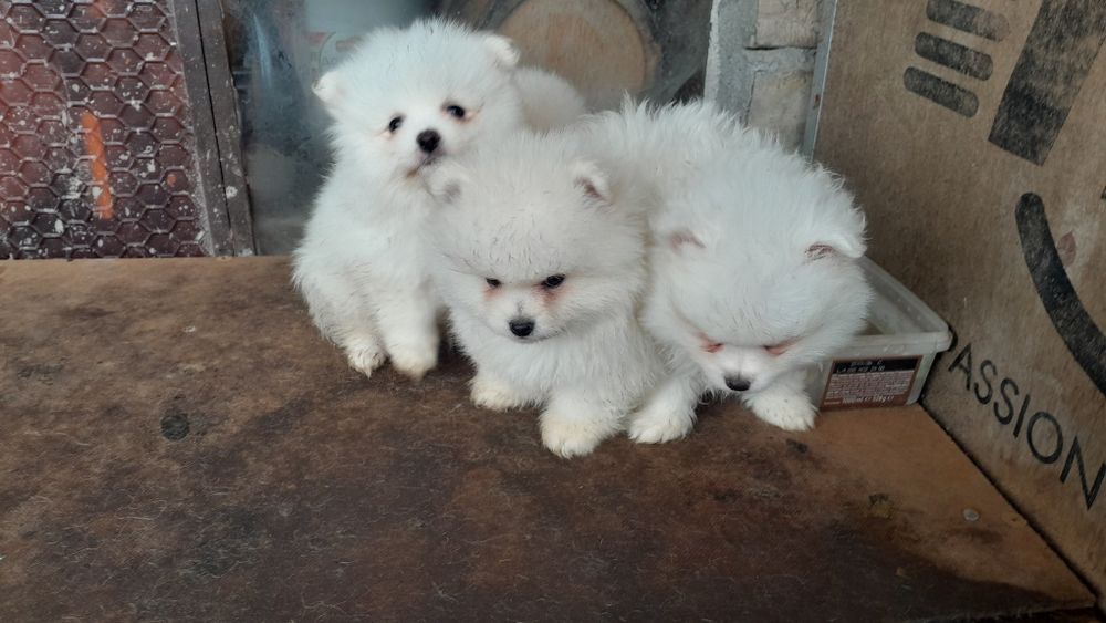 Мини Померанчета