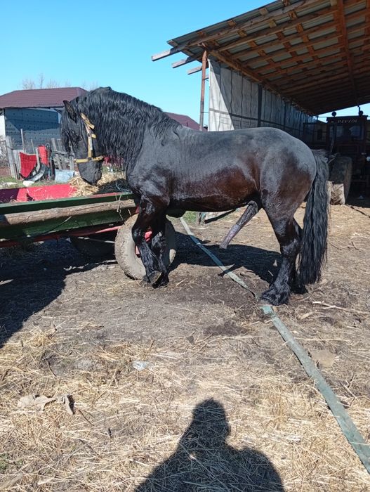Vând armăsar frizian de 4 ani cu acte