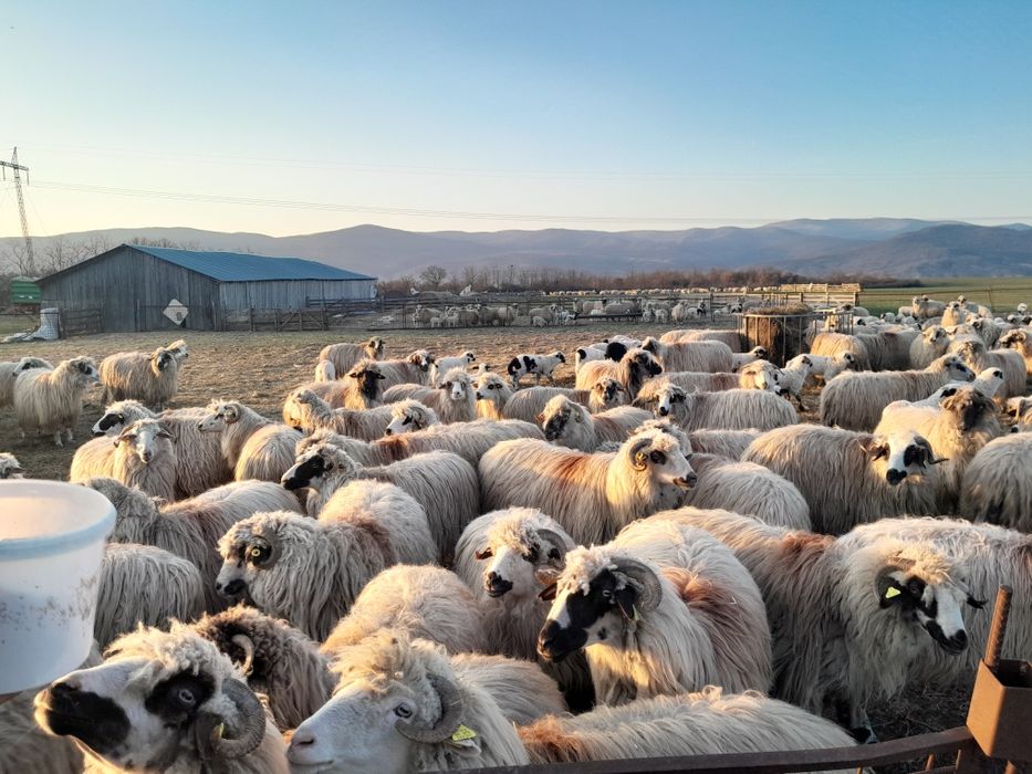 Oi de vanzare  în Balomiru de Camp