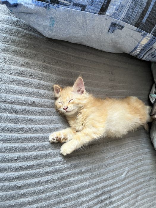 отдам котенка в добрые руки