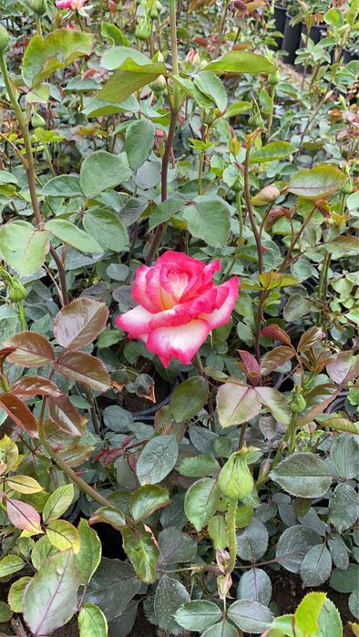 Берберис,лейланди и мн. храсти