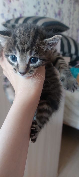 Котенок ищет дом,мальчик!