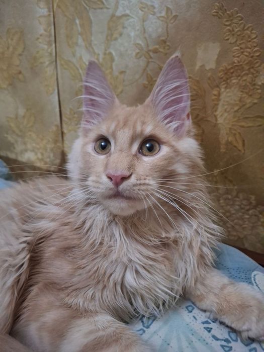 Мейн Кун, красавец мальчик