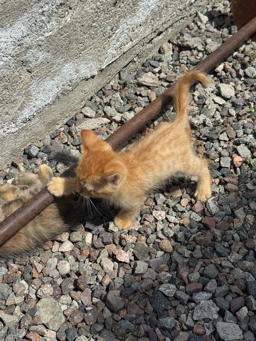 Отдам котят в хорошие руки