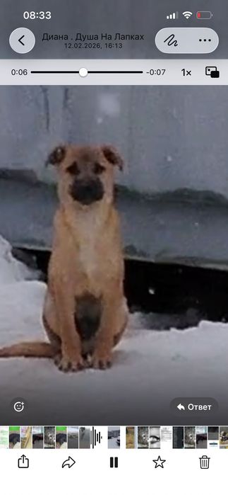 Щеночек-звоночек в добрые руки