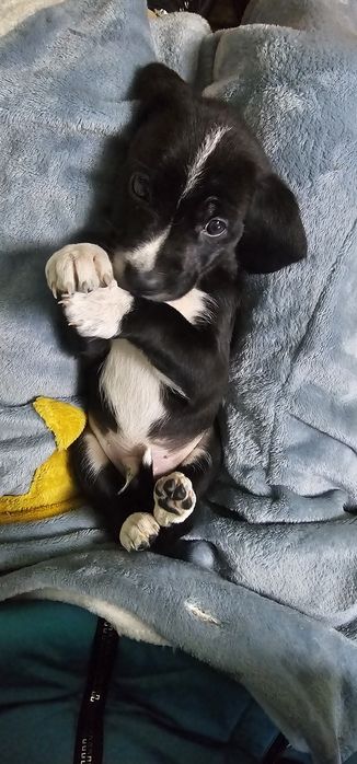 Щенки. Мама, Кокер спаниель.