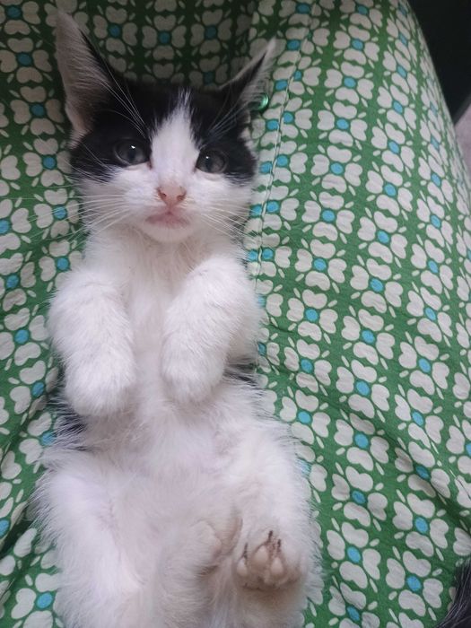 ofer adoptie gratuit 1 baietel pisoi 1 luna
