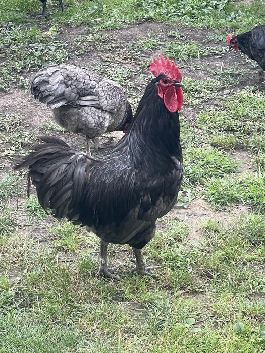 Cocos australorp disponibil