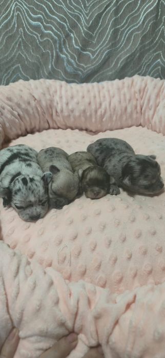 Щенки породы  Чихуахуа