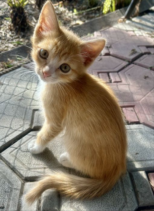 Отдам бесплатно котят