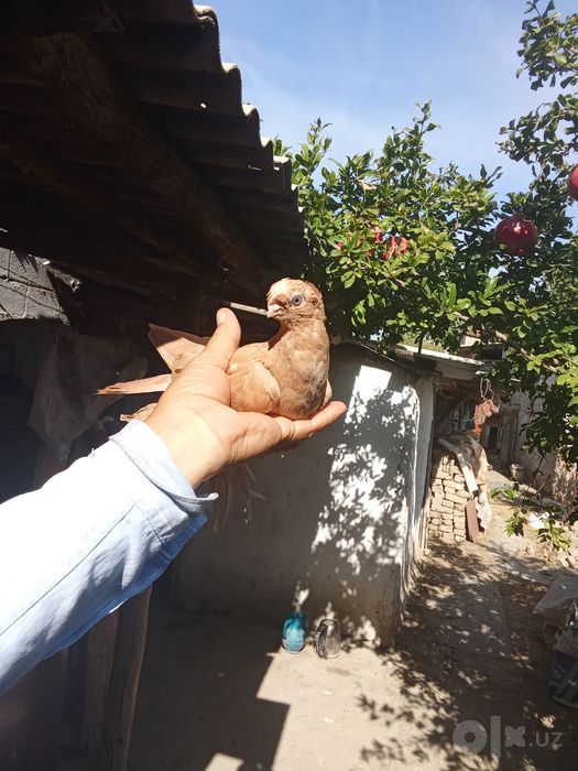Naut kabutar sotiladi