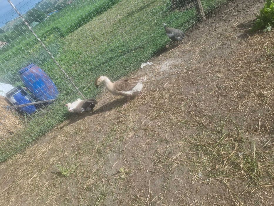 Oua de gasca de vanzare.