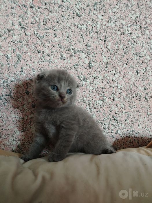 aqilli parodalik toza zotli mushukchalar sotuvda