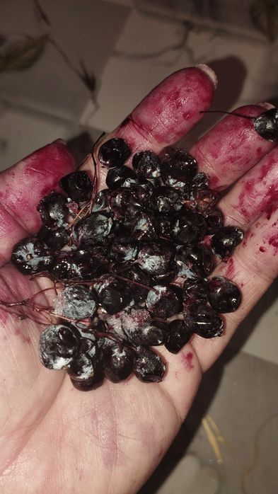 Барбарис спелый вкусный