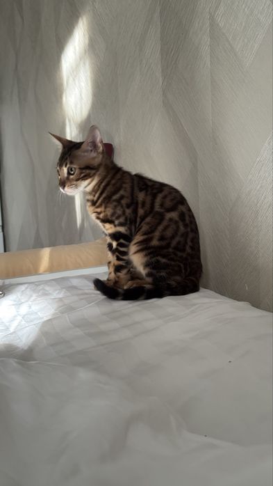 Бенгальский котенок