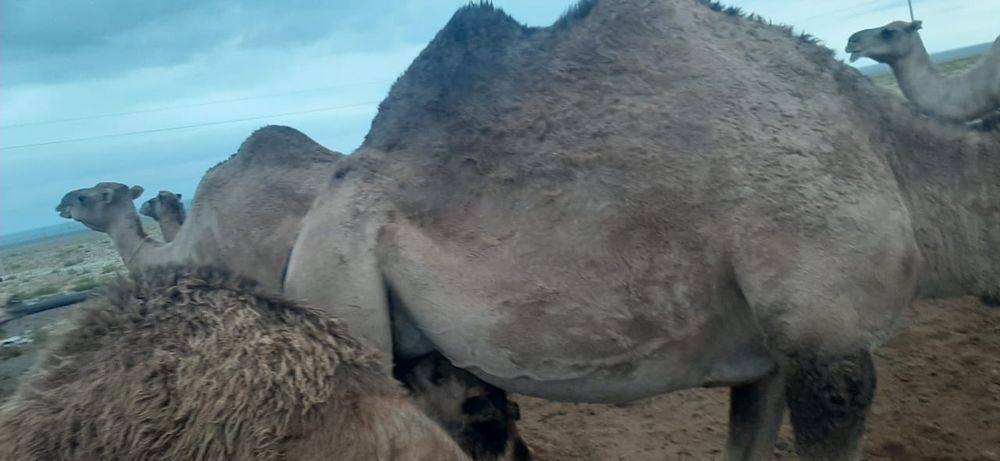 Ит стиліндегі кискадағы сперматозоидтардың фотосы