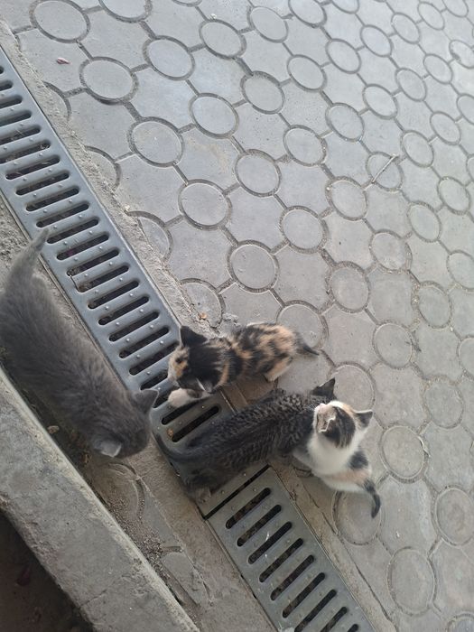 Кошки беспалатно