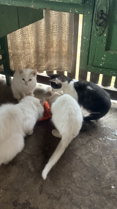 Adoptie pisici Julita, Arad