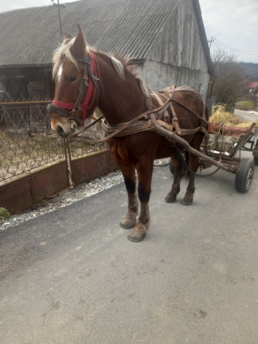 Vând sau schimb cu animale