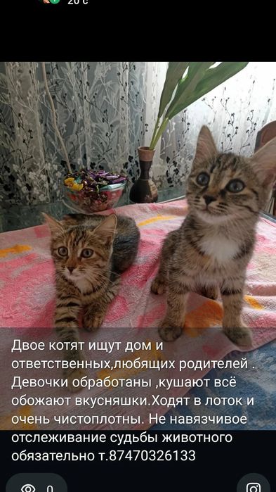 Отдам котят в добрые руки