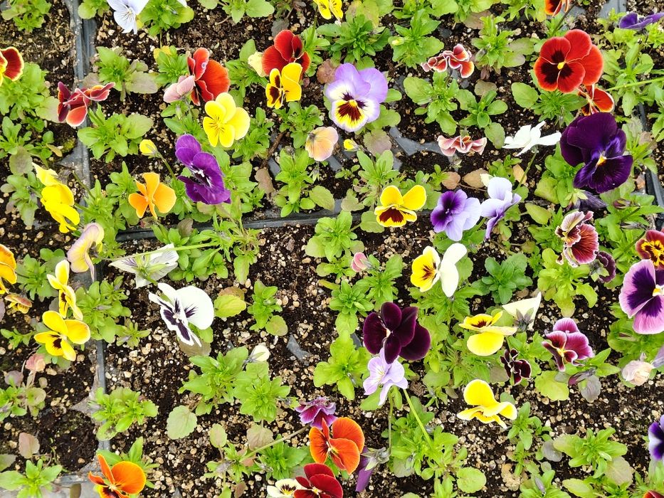 Продавам теменужки