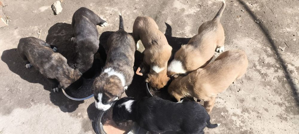 Кане  Корсо / Сао Алабай