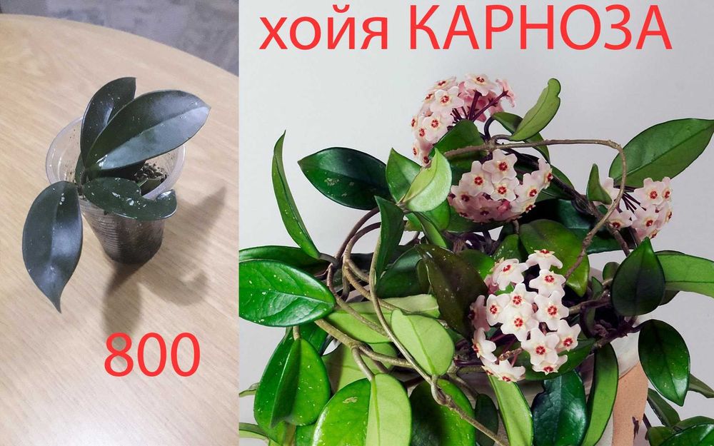 Комнатные   цветы