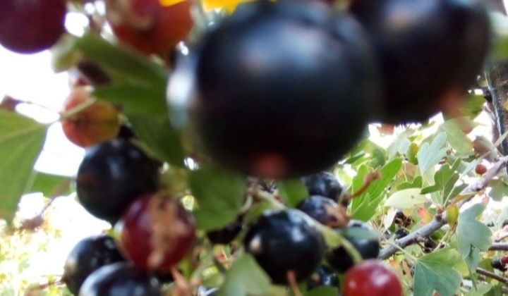 Продам саженец  смородины сибирской